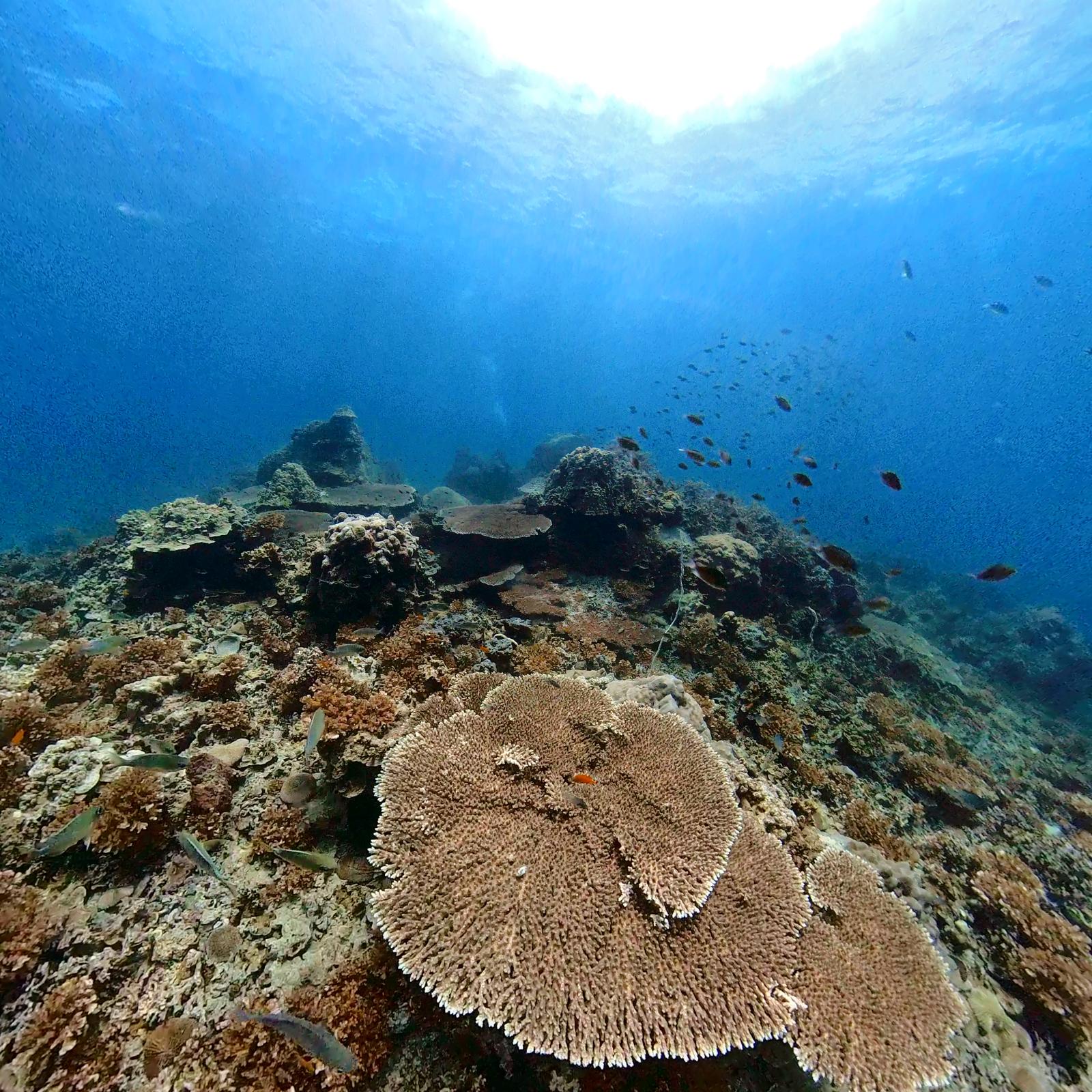 Colourful coral reef teeming with fish at Shark Bay, Koh Tao