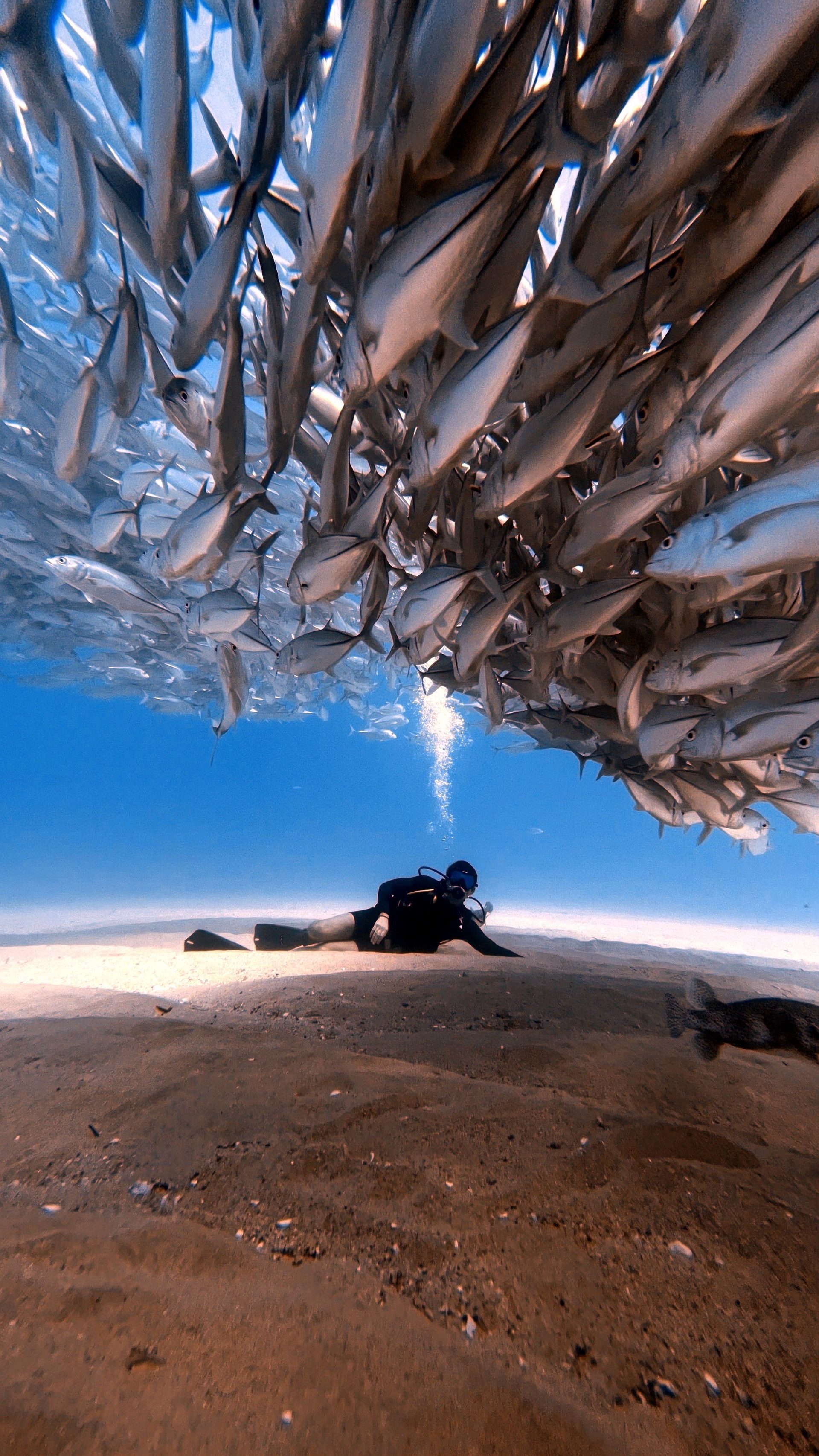 Diver beneath a swirling school of fish at Sail Rock near Koh Tao