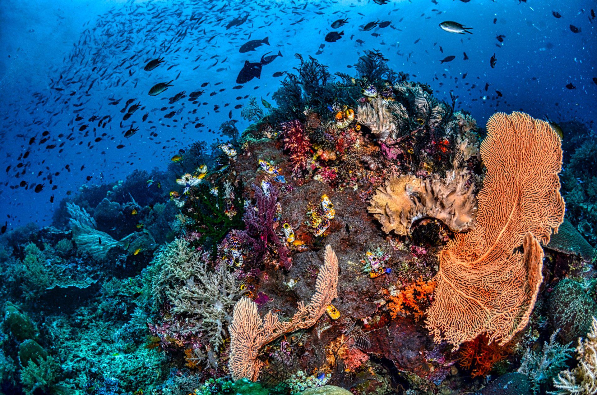 Vibrant Koh Tao coral reef garden with sea fans and schooling fish