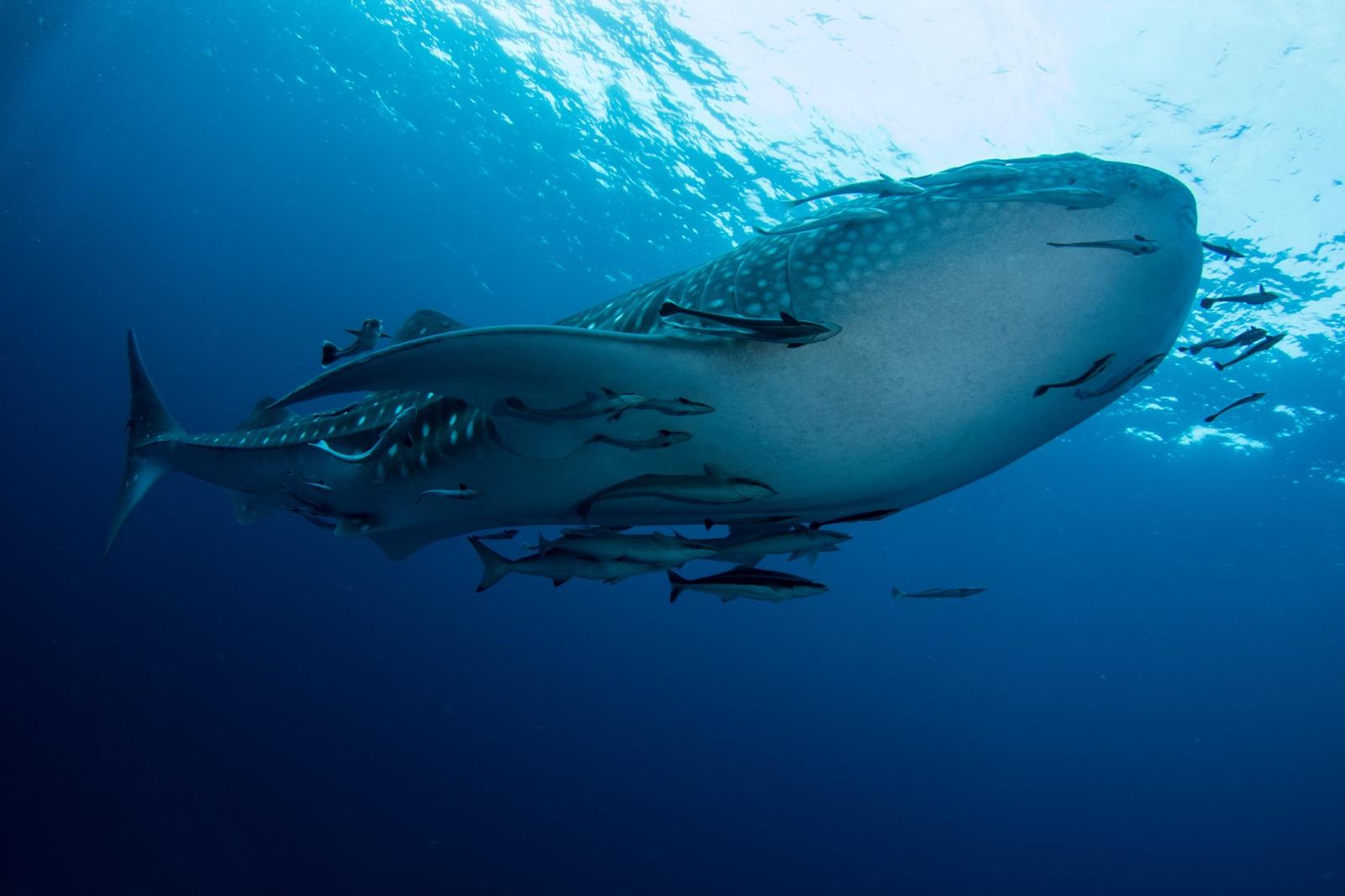 Whale shark gliding beneath a snorkeler in the blue water off Koh Tao